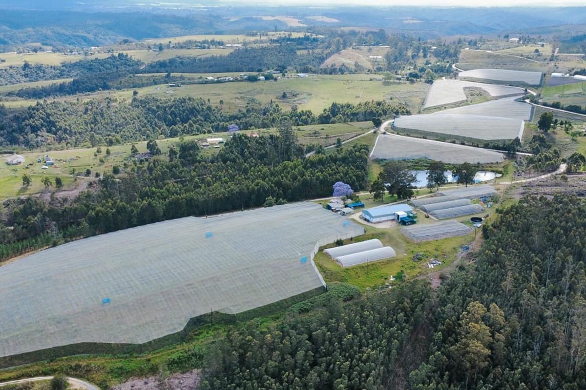 Aerial view of a large farm property featuring extensive agricultural netting, multiple greenhouses, farm buildings, and a private dam set within a rural landscape.