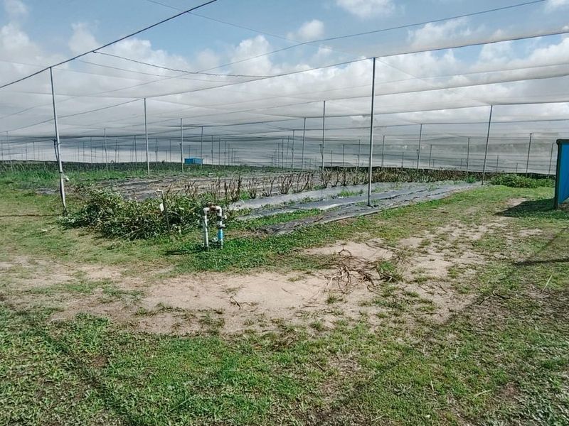 Agricultural farm area featuring extensive overhead netting structures, irrigation infrastructure, and prepared planting beds for crop cultivation.