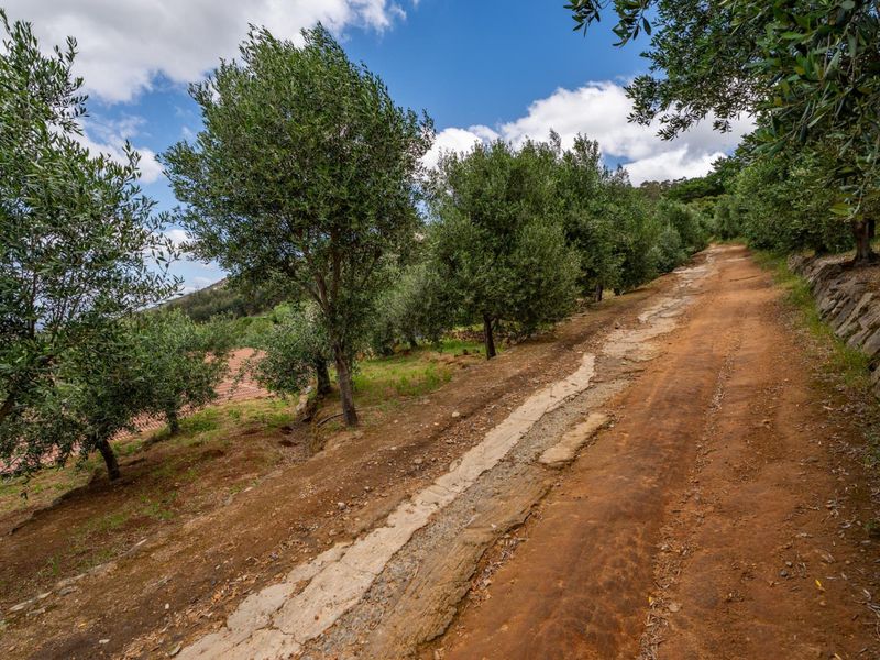 A rural dirt track lined with mature olive trees and a stone retaining wall, featuring a weathered concrete drainage channel.