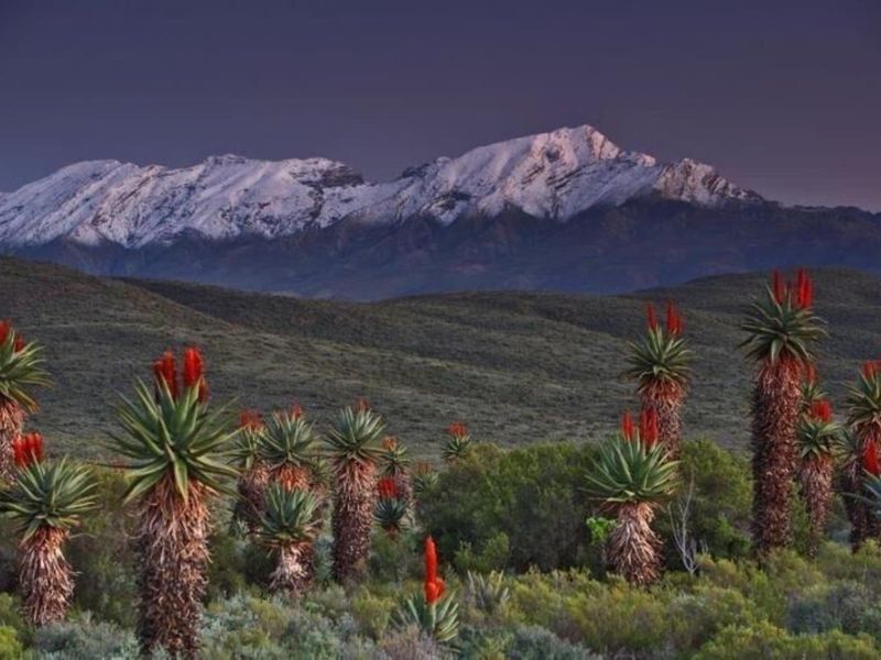 A scenic landscape view featuring indigenous aloe plants in the foreground with snow-capped mountains in the distance.