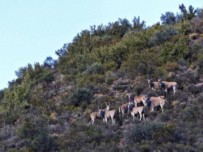 A scenic view of the natural landscape featuring a herd of eland grazing on the hillside of the farm.