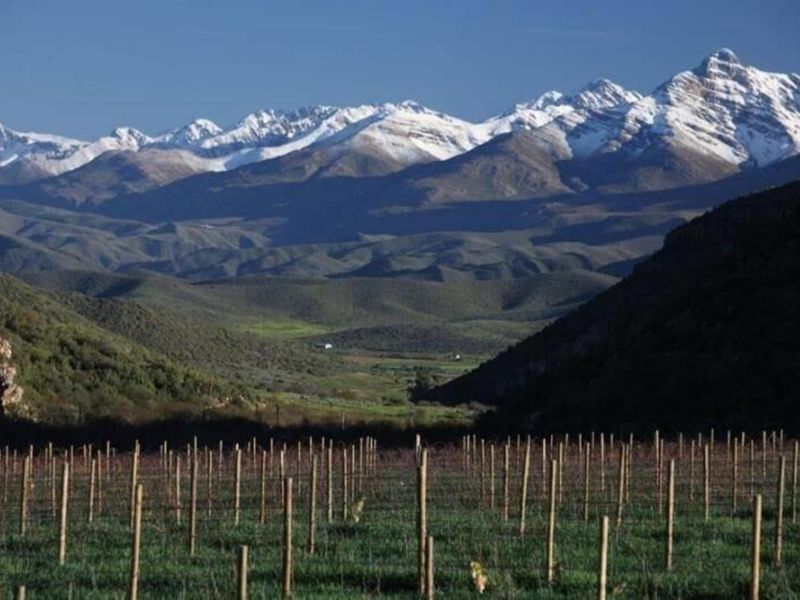 A scenic view of a vineyard with established trellis infrastructure set against a backdrop of majestic snow-capped mountains.