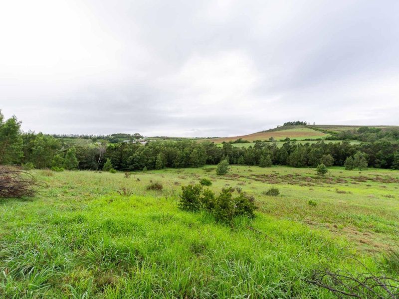 Five Hectare Farm close to Mountain Albertinia district with water rights - Photo 8