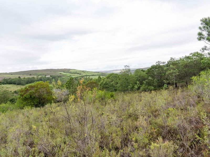 Five Hectare Farm close to Mountain Albertinia district with water rights - Photo 6