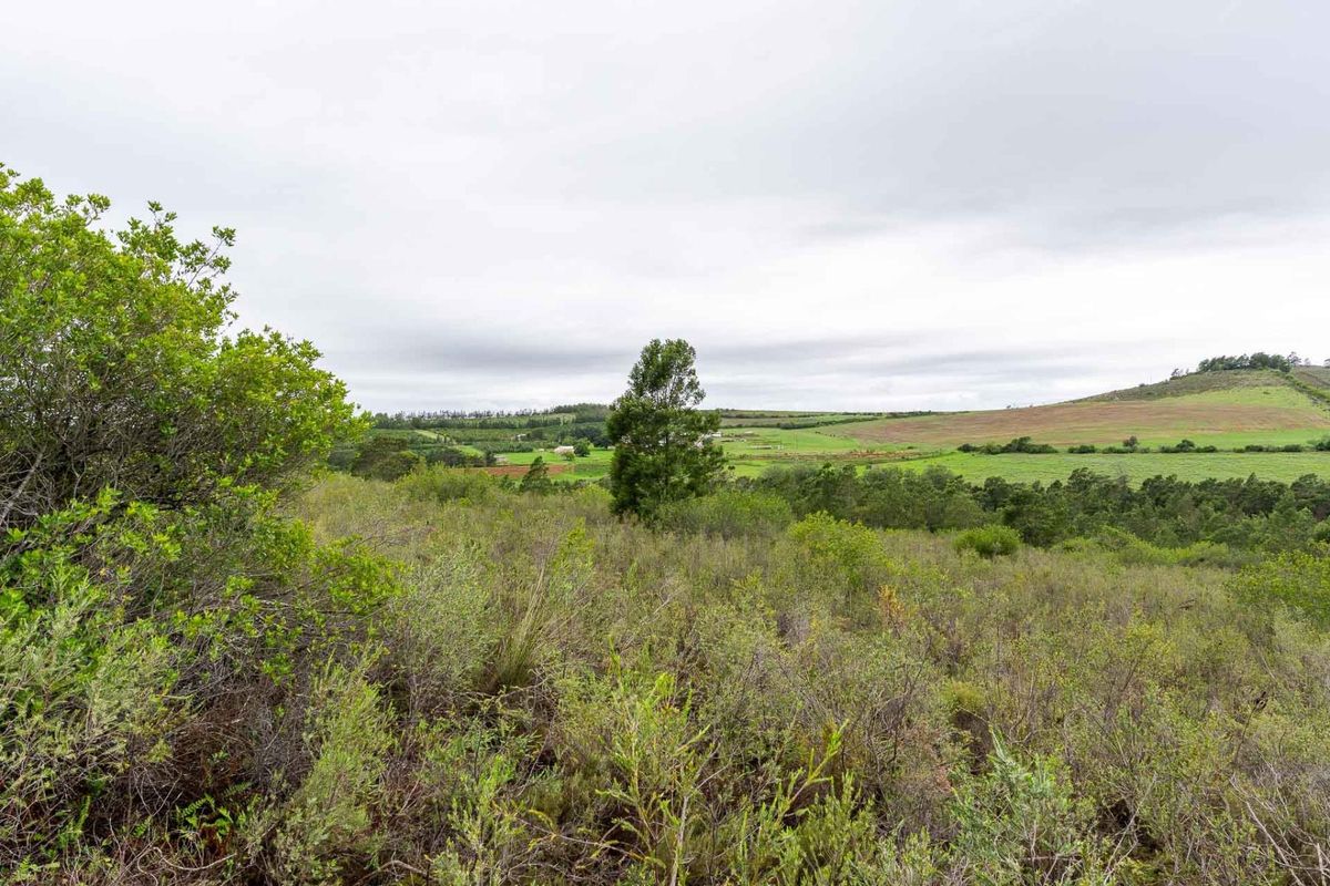 Five Hectare Farm close to Mountain Albertinia district with water rights - Photo 4