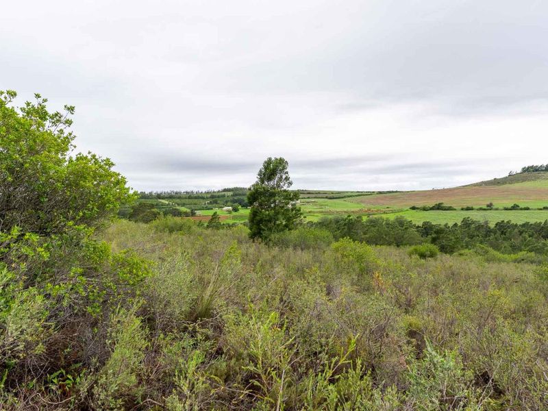 Five Hectare Farm close to Mountain Albertinia district with water rights - Photo 4