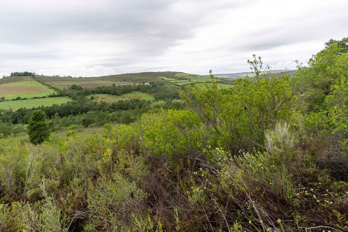 Five Hectare Farm close to Mountain Albertinia district with water rights - Photo 3