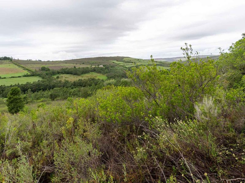 Five Hectare Farm close to Mountain Albertinia district with water rights - Photo 3