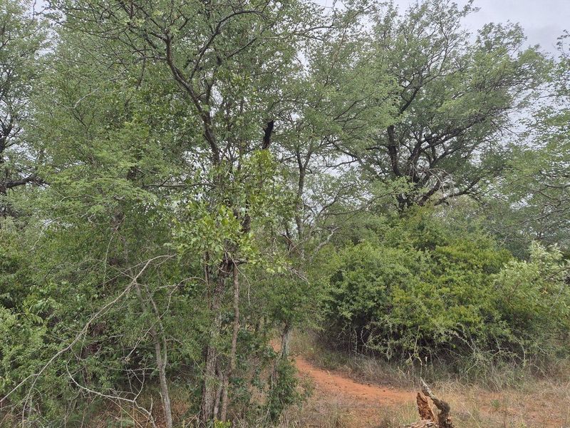 Vacant Land For Sale in Hoedspruit - Photo 8