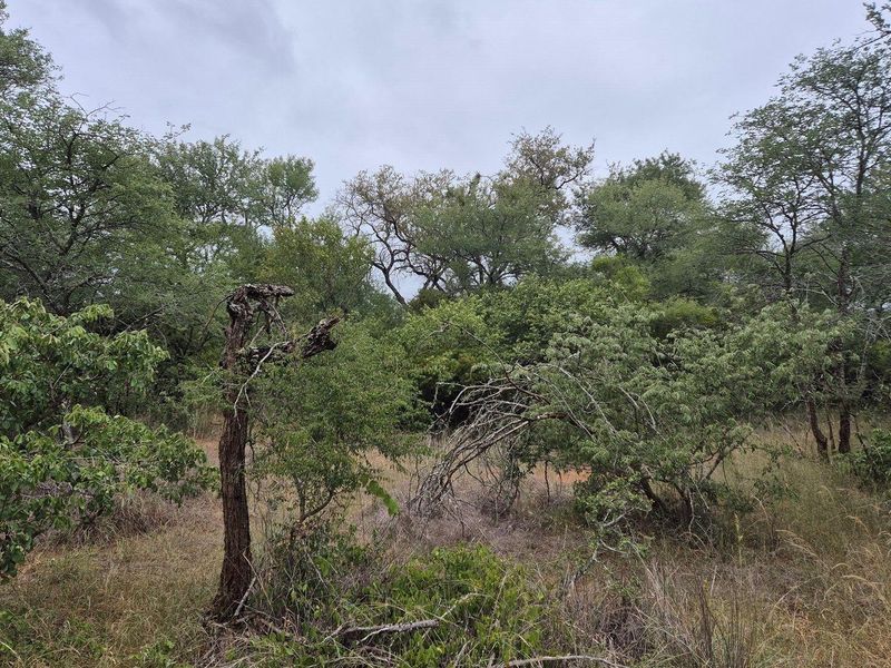 Vacant Land For Sale in Hoedspruit - Photo 7