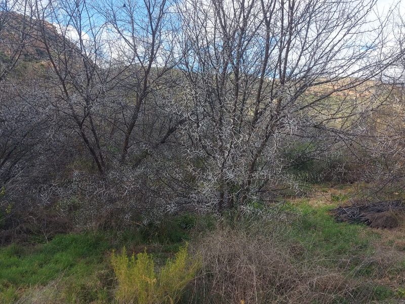 Farm For Sale in Ladismith Rural, Ladismith - Photo 7