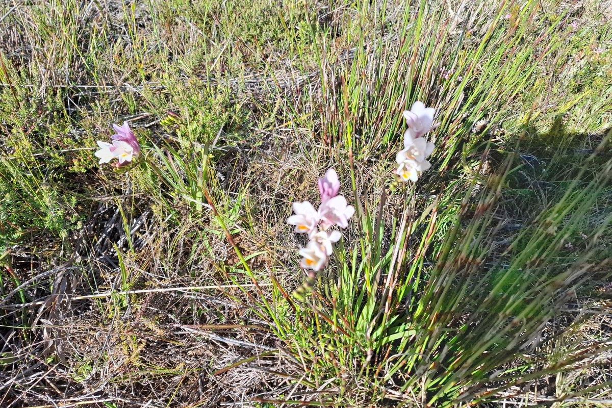 Farm For Sale in Albertinia - Photo 5