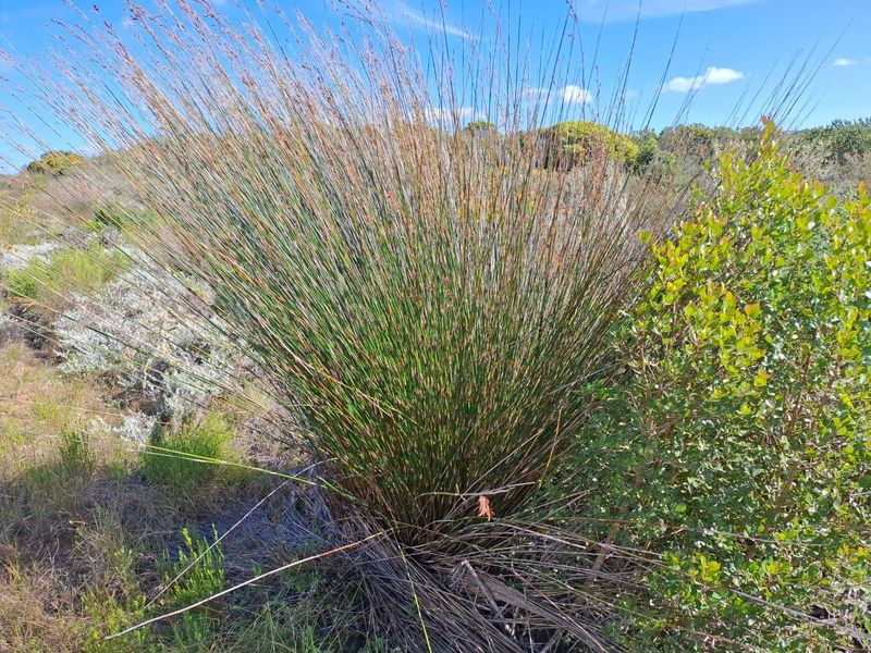 Farm For Sale in Stilbaai Rural, Stilbaai - Photo 4