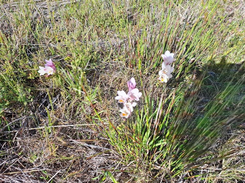 Farm For Sale in Stilbaai Rural, Stilbaai - Photo 6