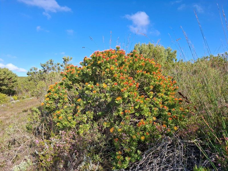 Farm For Sale in Stilbaai Rural, Stilbaai - Photo 3