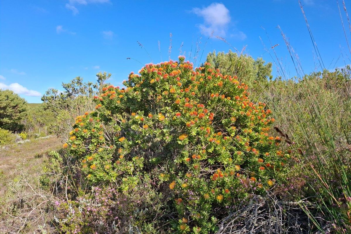 Farm For Sale in Stilbaai Rural, Stilbaai - Photo 3