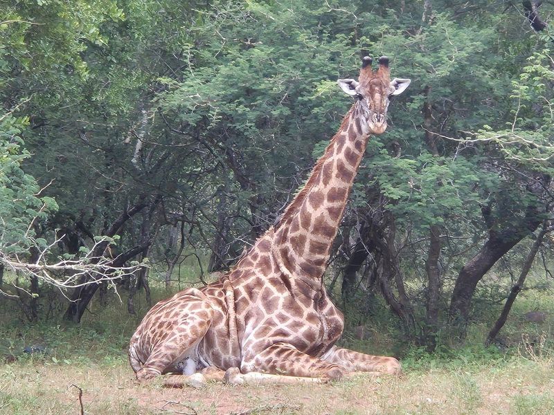 House For Sale in Blyde Wildlife Estate, Hoedspruit - Photo 1