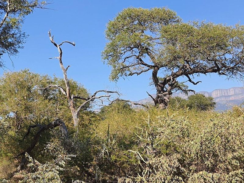 Vacant Land For Sale in Blyde Wildlife Estate, Hoedspruit - Photo 6