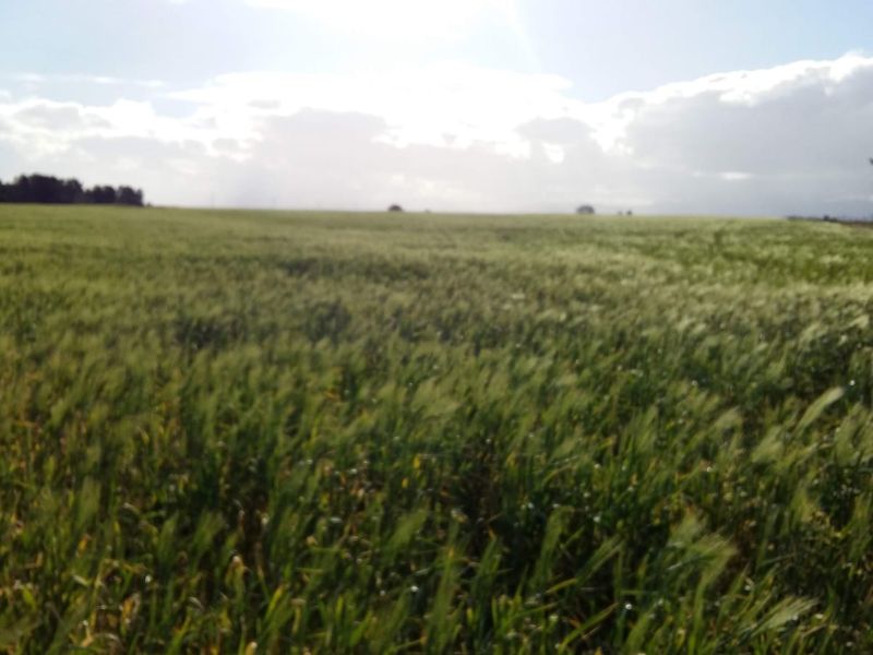 Farm For Sale in Riversdale Rural, Riversdale - Photo 6