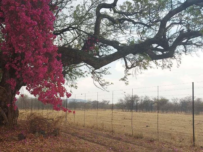 WATER IN ABUNDANCE - FARM 10KM FROM MOOKGOPONG - Photo 6