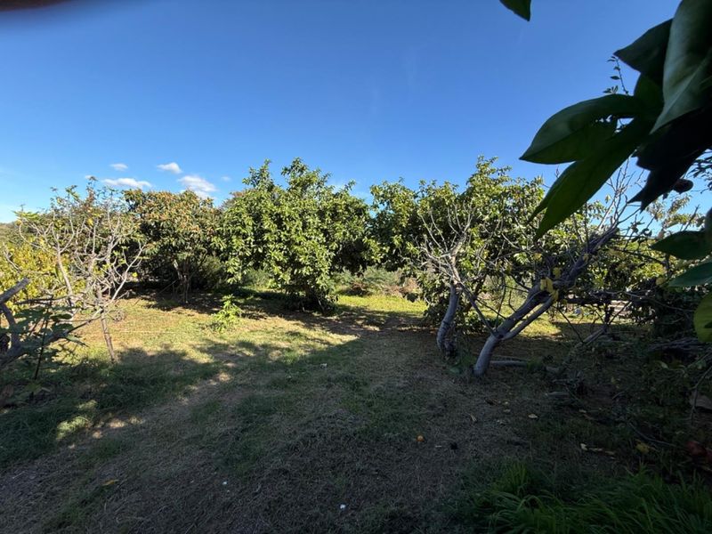 A view of the established garden area featuring mature fruit trees and natural landscaping.