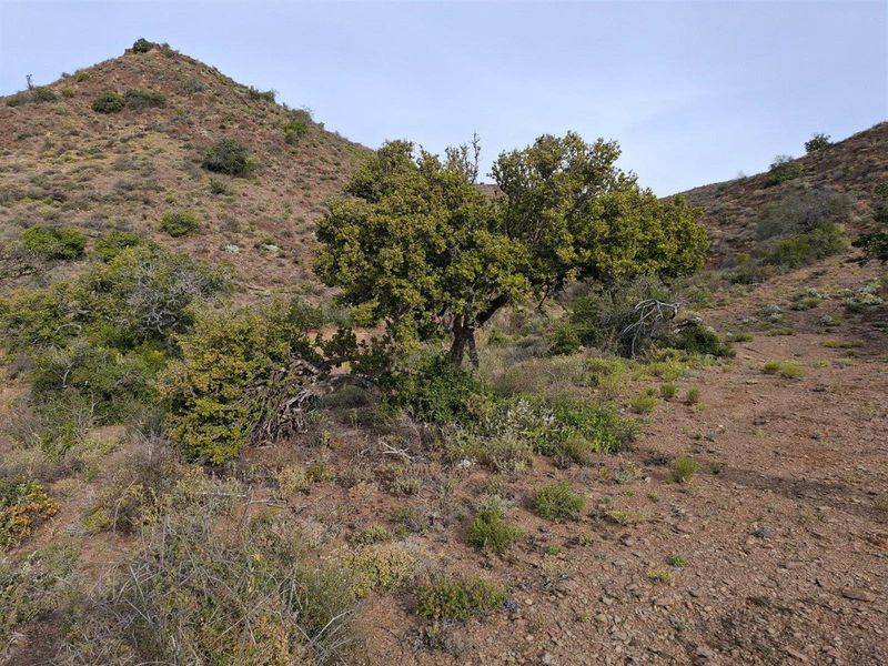 Farm For Sale in Van Wyksdorp, Ladismith - Photo 9