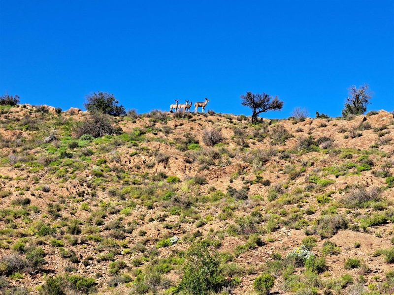 Farm For Sale in Van Wyksdorp, Ladismith - Photo 2