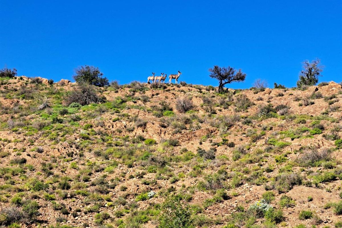 Farm For Sale in Van Wyksdorp, Ladismith - Photo 2