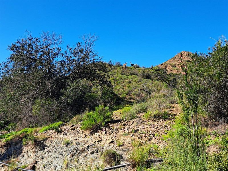 Farm For Sale in Van Wyksdorp, Ladismith - Photo 4