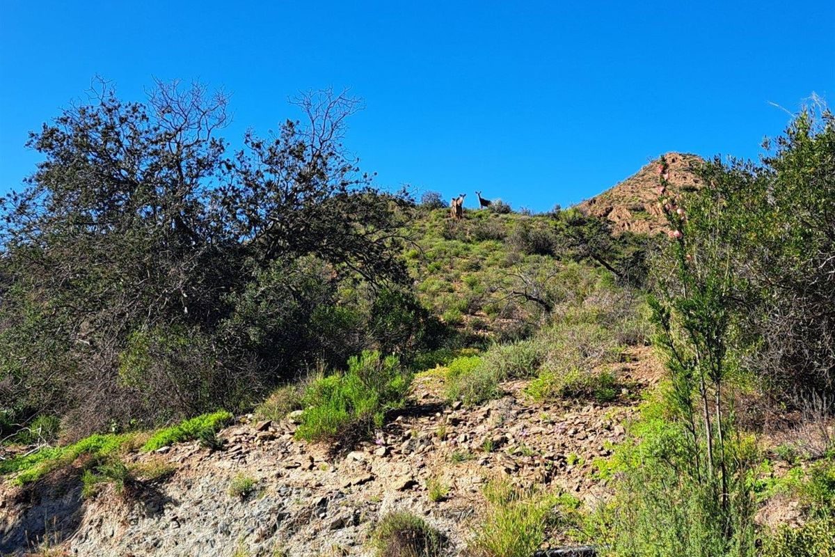 Farm For Sale in Van Wyksdorp, Ladismith - Photo 4