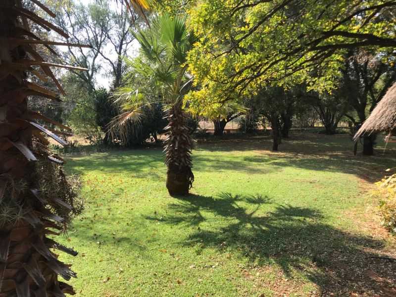 A spacious, well-established garden area featuring mature trees, a central palm, and expansive lawn space.