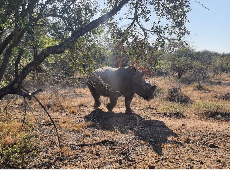 A natural landscape view featuring a rhinoceros in a bushveld environment.