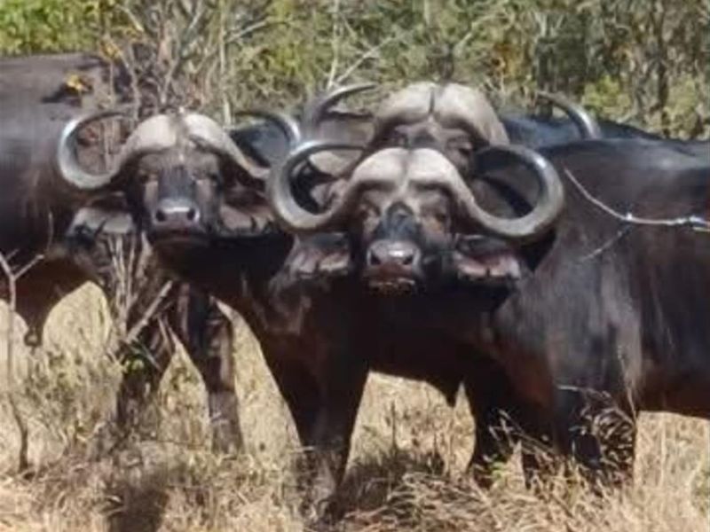 A photograph showing a group of African buffalo in a natural outdoor setting on the property.