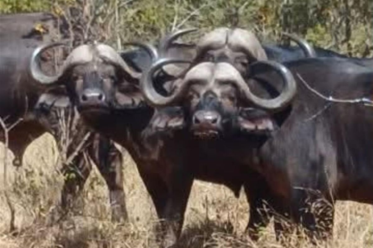 A photograph showing a group of African buffalo in a natural outdoor setting on the property.