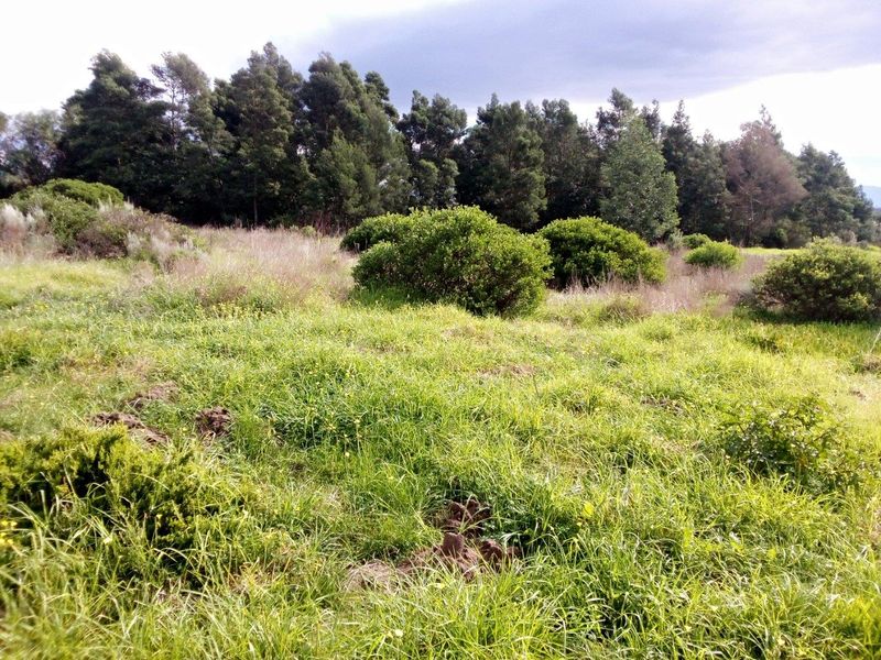 Vacant Land For Sale in Albertinia - Photo 9