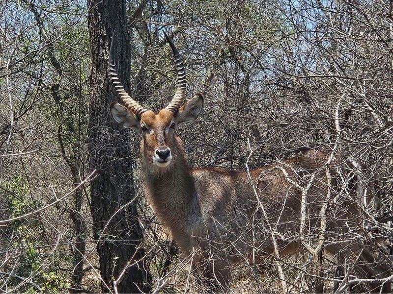A photograph of a waterbuck standing in dense bushveld vegetation on a vacant residential property.