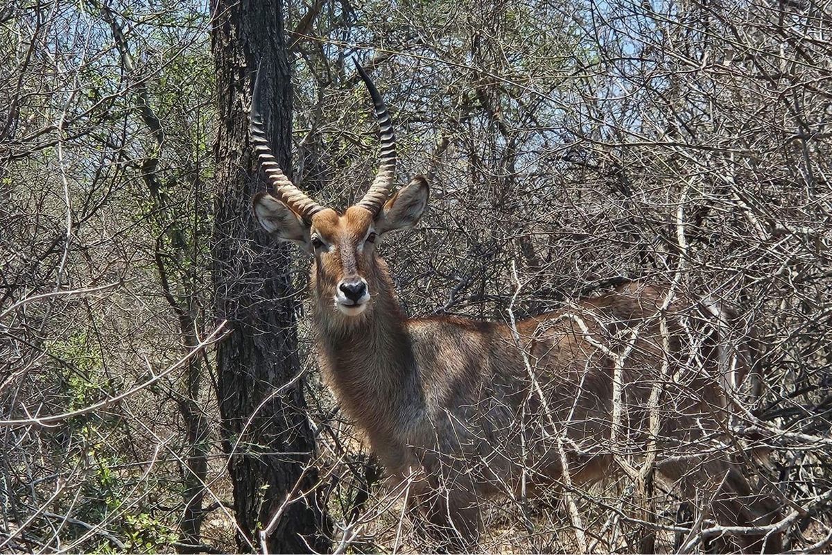A photograph of a waterbuck standing in dense bushveld vegetation on a vacant residential property.