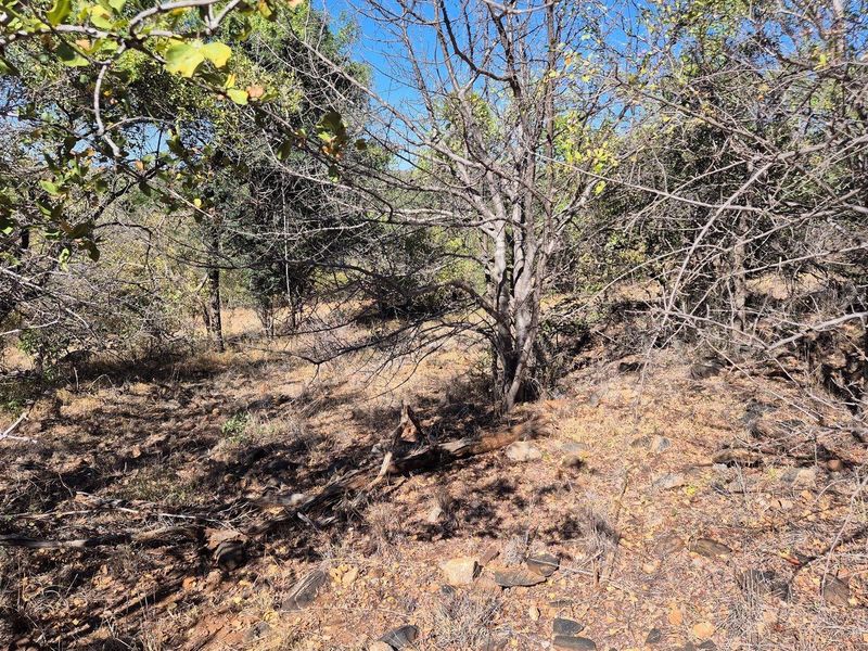 A view of the natural, undeveloped residential land featuring native trees and rocky terrain.