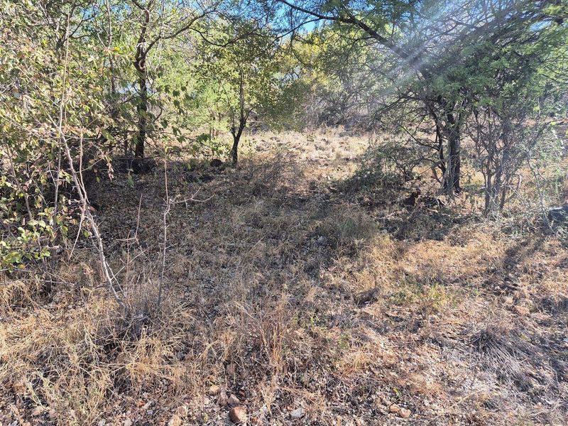 A view of the natural, undeveloped residential land featuring established trees and native ground cover.