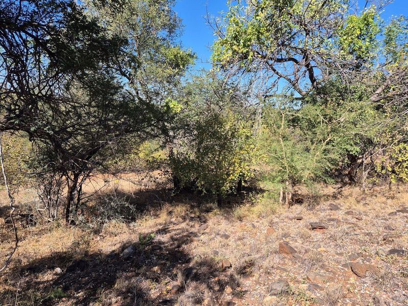 A view of the vacant residential land featuring natural vegetation, mature trees, and rocky ground cover.