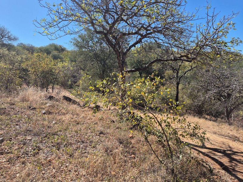 A view of the natural, undeveloped landscape featuring indigenous trees and dry vegetation on the residential vacant land.