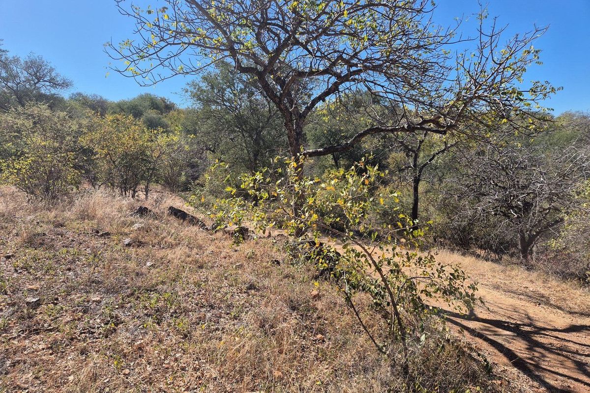 A view of the natural, undeveloped landscape featuring indigenous trees and dry vegetation on the residential vacant land.