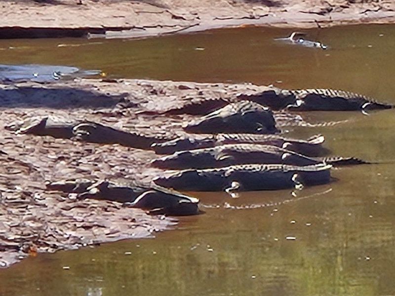 A photograph showing crocodiles on a riverbank, which is not relevant to the residential property assessment.