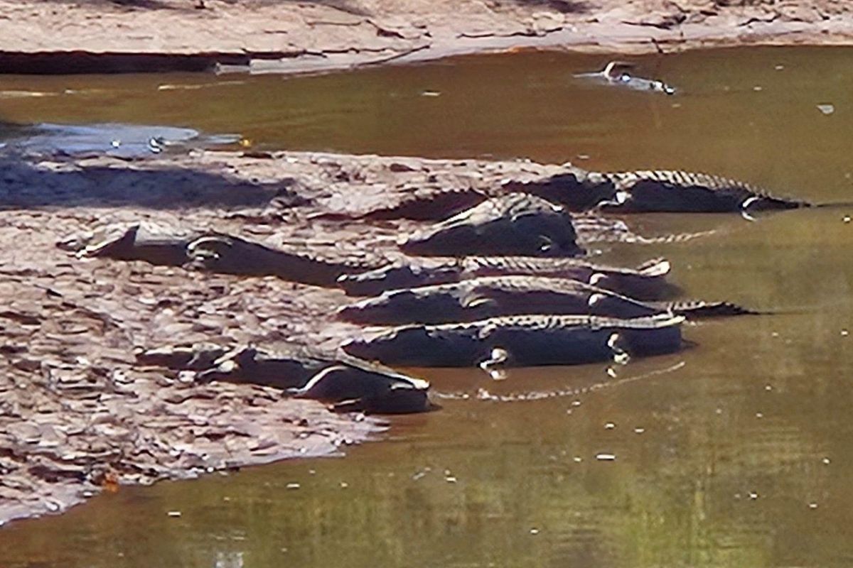 A photograph showing crocodiles on a riverbank, which is not relevant to the residential property assessment.