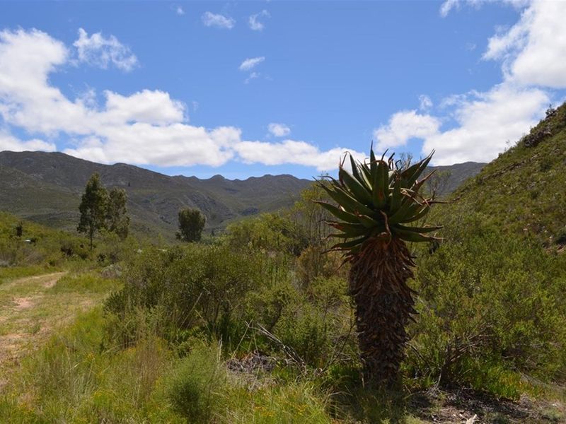 A scenic landscape view featuring natural vegetation, indigenous flora, and rolling mountains under a clear blue sky.