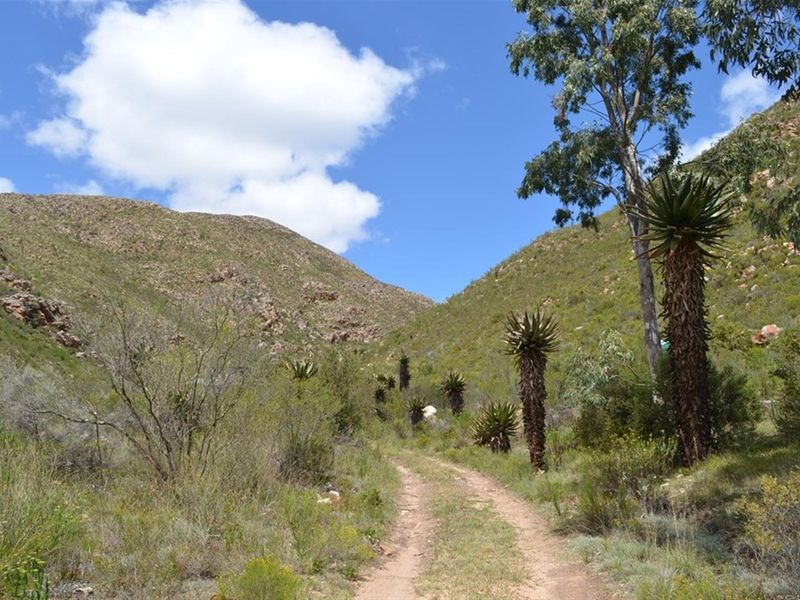 A scenic view of a dirt track winding through a natural mountain landscape with indigenous vegetation.