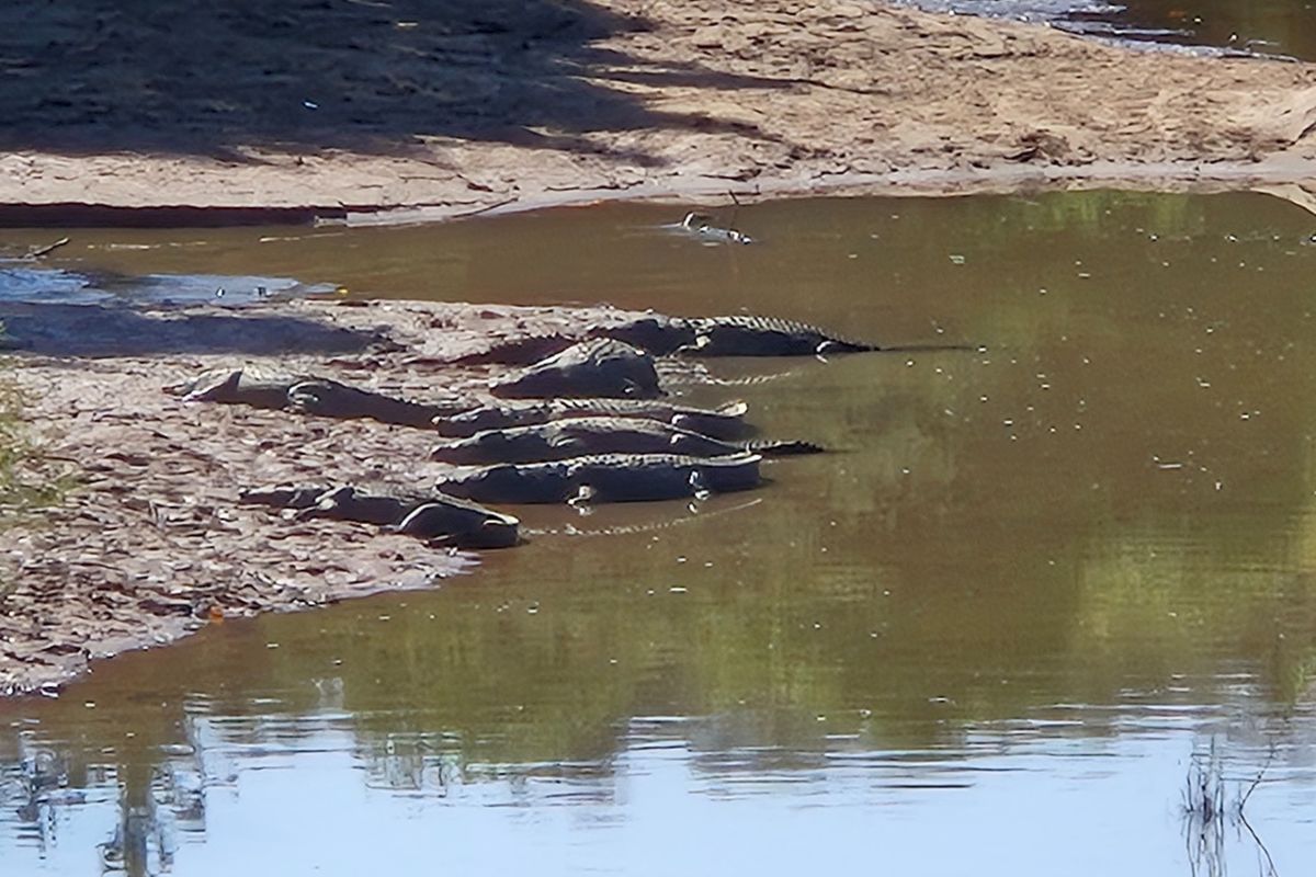 A view of a natural water feature on the property, showcasing the local wildlife and natural landscape.