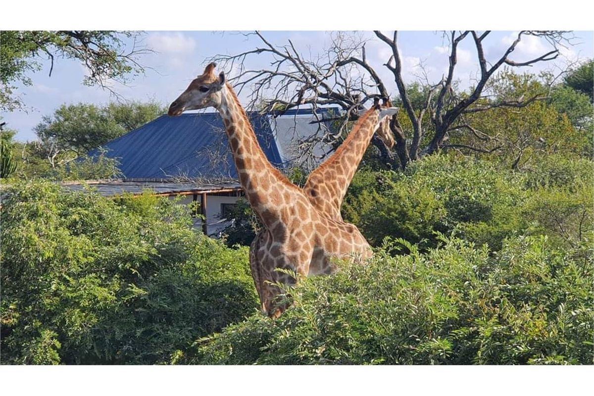 Best Value House For Sale in Blyde Wildlife Estate, Hoedspruit - Photo 2