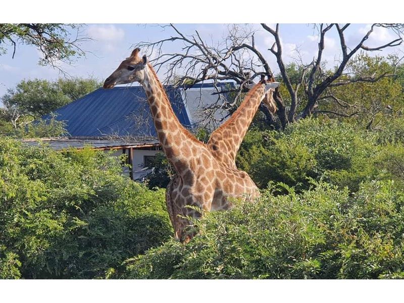 Best Value House For Sale in Blyde Wildlife Estate, Hoedspruit - Photo 2
