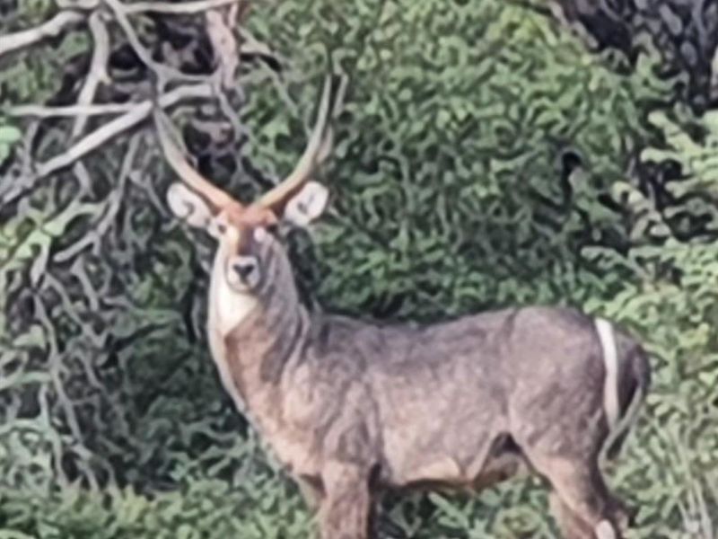 Best Value House For Sale in Blyde Wildlife Estate, Hoedspruit - Photo 6